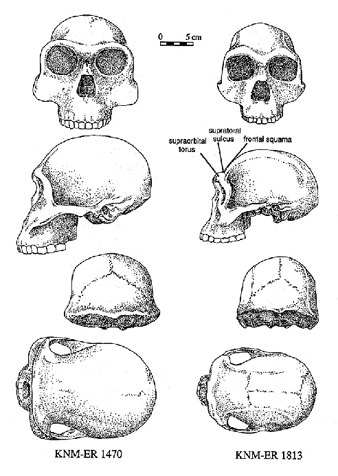 Comparison of ER 1470 and ER 1813