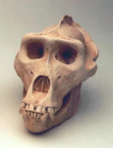 Gorilla skull