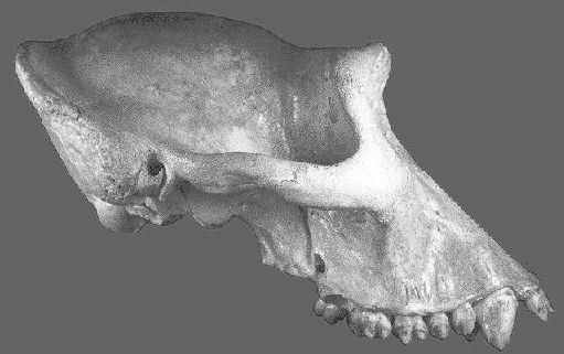 Gorilla skull