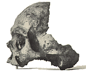 [skull image]