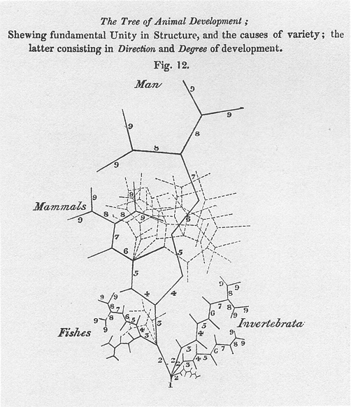 von Baer's tree diagram