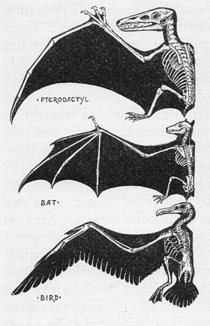 George Romanes' figure showing the homology of the arm bones of the pterodactyl, bat, and the bird.