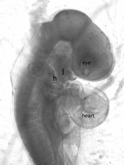 chick embryo