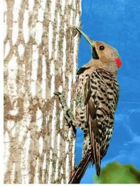 [Figure 1 (photo of a flicker on a tree)]