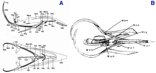 [Figure 3a (jawbone and hyoid apparatus of the chicken and Red-Bellied
Woodpecker)]