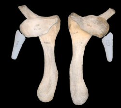 Greenland right whale vestigial pelvic bones