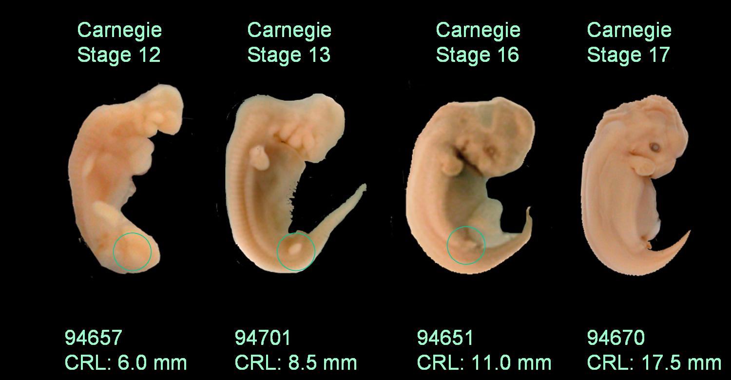 Dolphin embryos