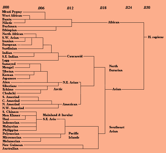 Language phylogeny