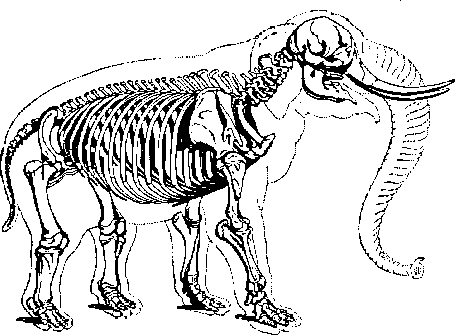 [Elephant skeleton]